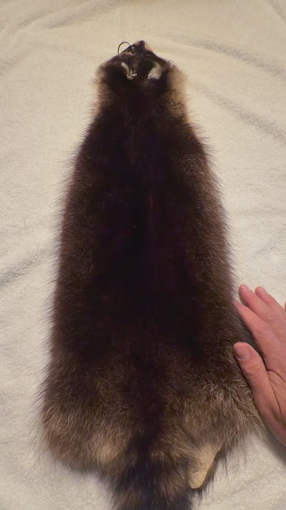 Fishercoon Racoon pelt PIBRC26-12