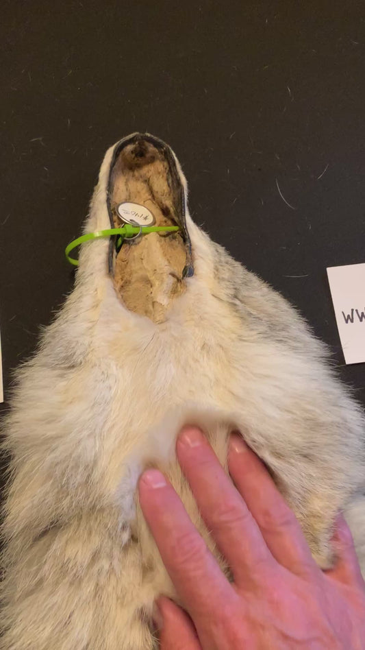 Coyote pelt NTACY26-007